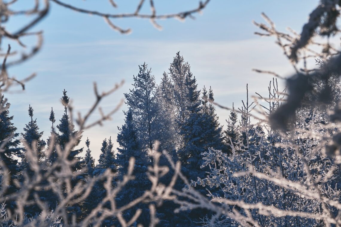 in primo piano, rami di alberi. sullo sfondo alberi che hanno ancora tracce di neve