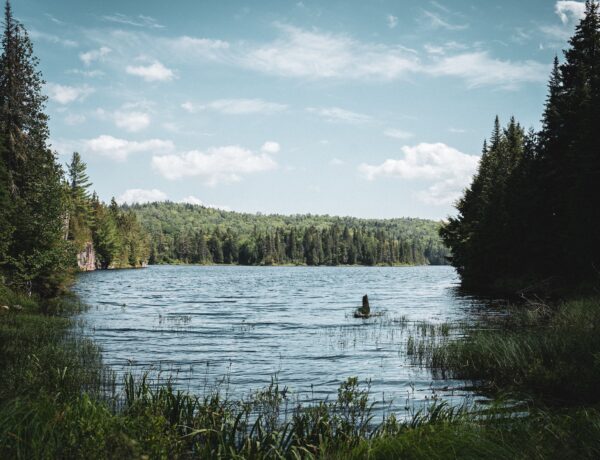un lago circondato da una fitta foresta di alberi, in quebec